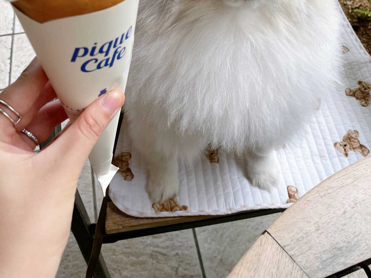 犬の写真