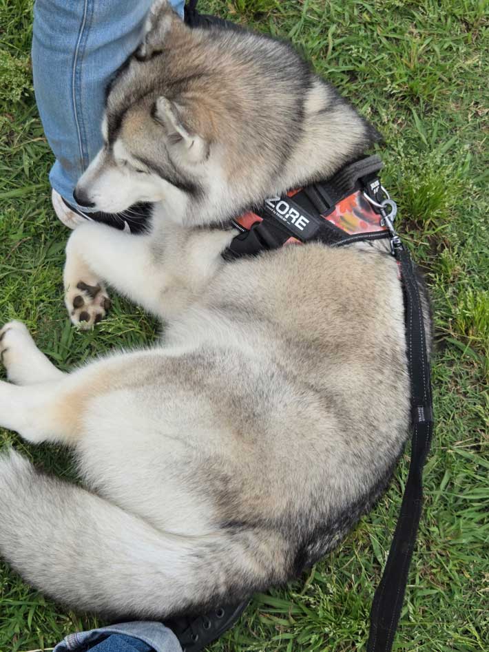 犬の画像