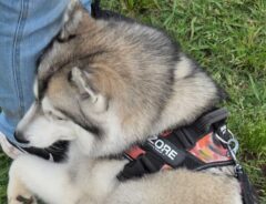 犬の画像