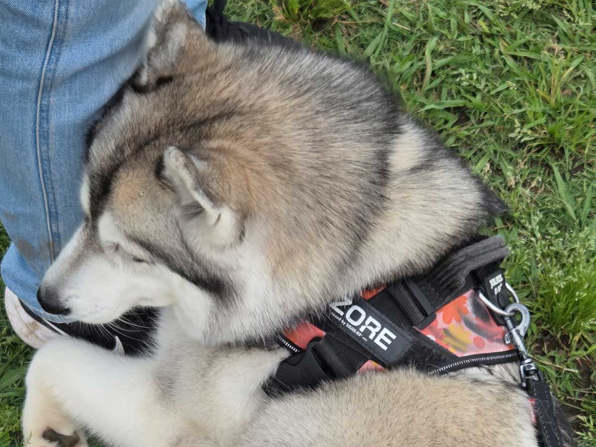 犬の画像