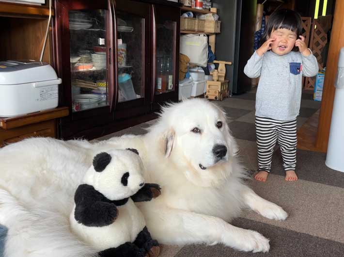 ２歳児と犬