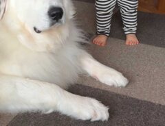 犬の写真