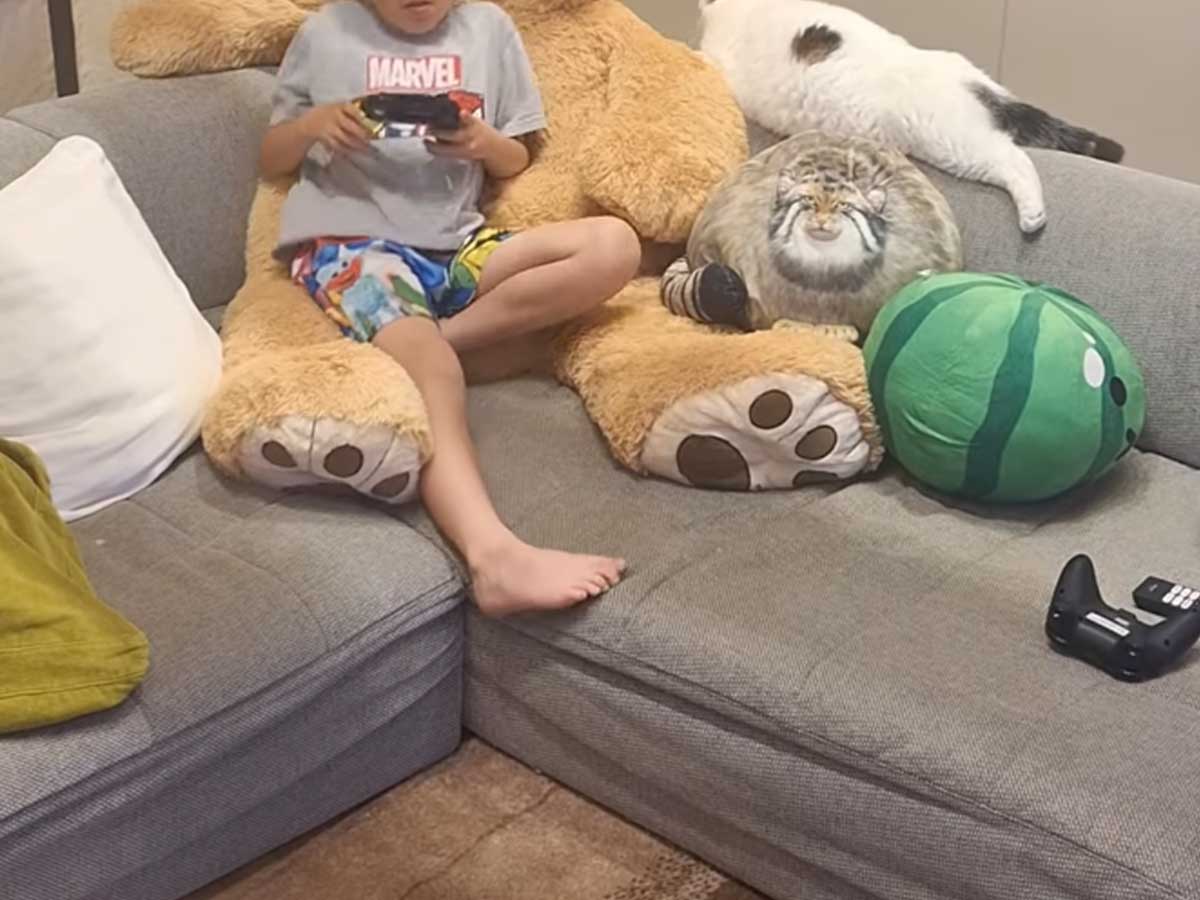 猫と子供の写真
