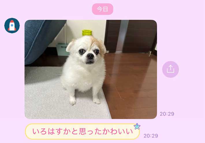 チワワの写真