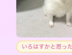 チワワの写真