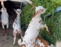 草を食べているヤギの写真