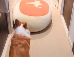 コーギーの写真