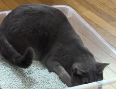 箱の中でリラックスする猫