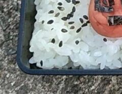 弁当の写真