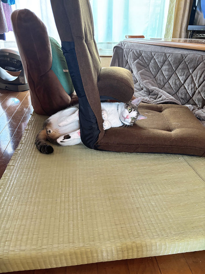 猫の写真