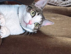 猫の写真