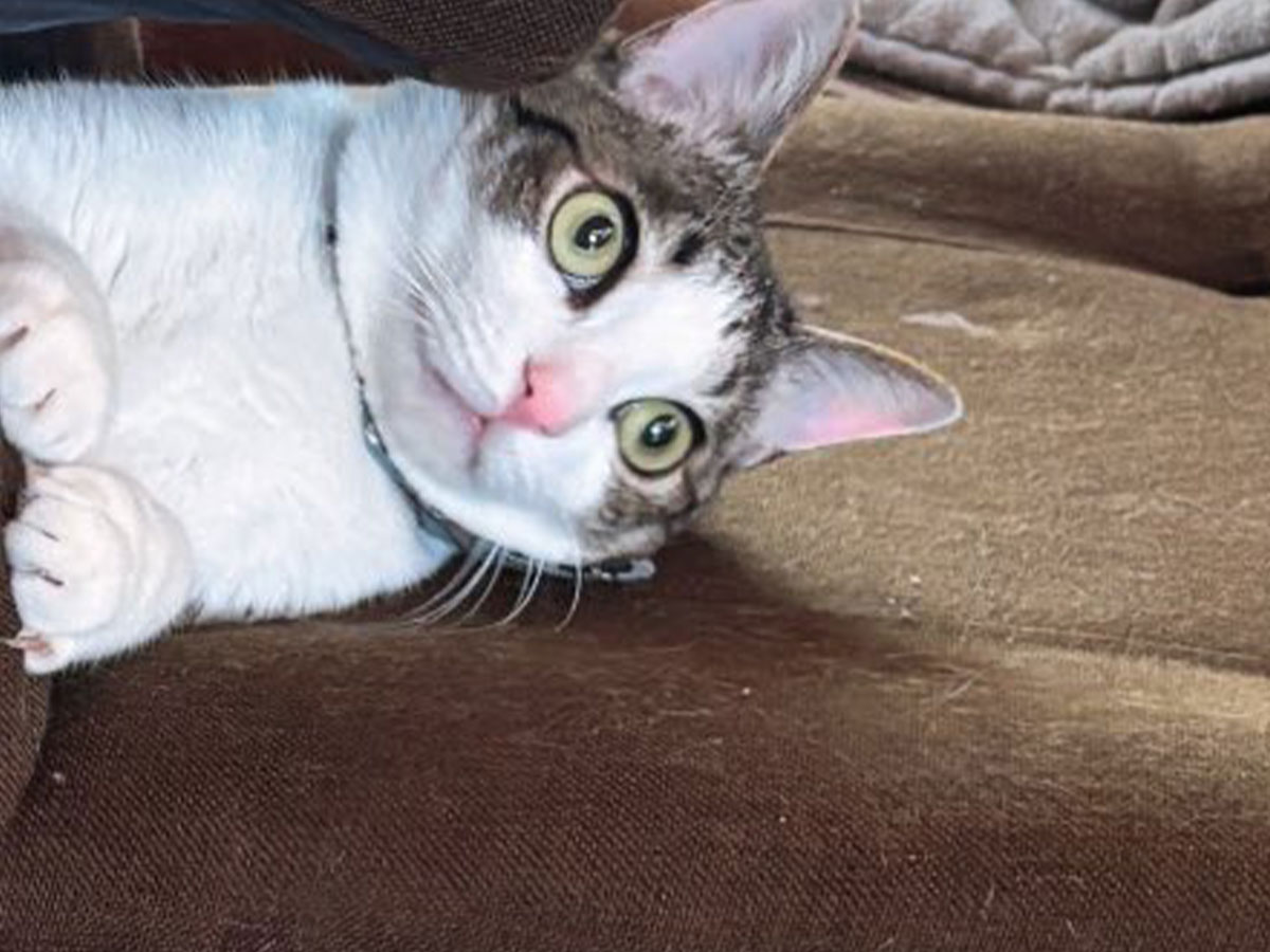 猫の写真