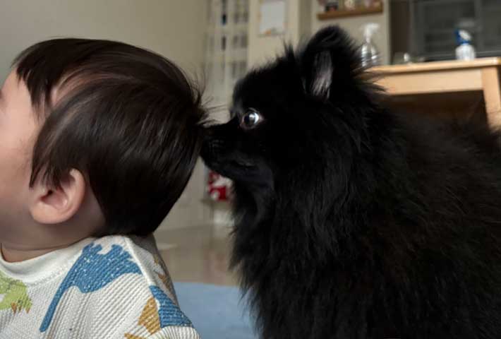 犬と赤ちゃん
