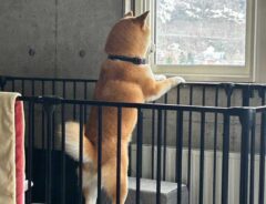 犬の画像