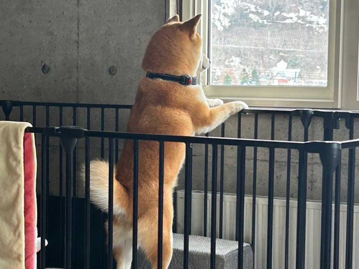 犬の画像
