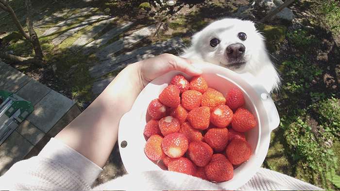 イチゴと犬の写真
