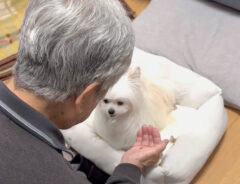 おじいちゃんと犬