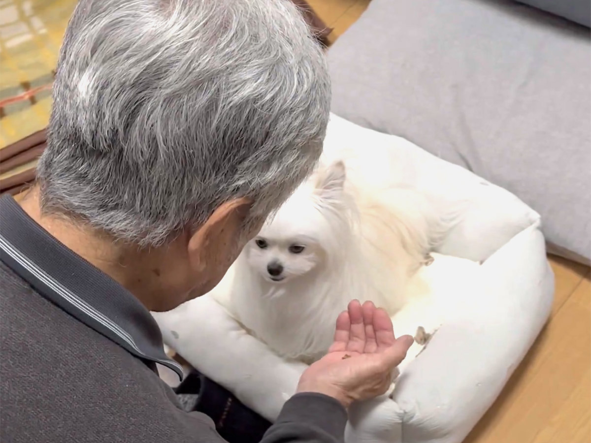 おじいちゃんと犬