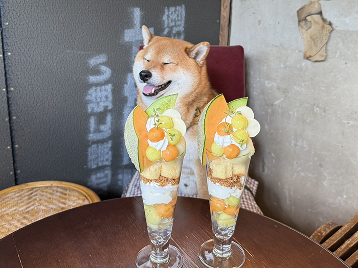 柴犬とメロンパフェの写真