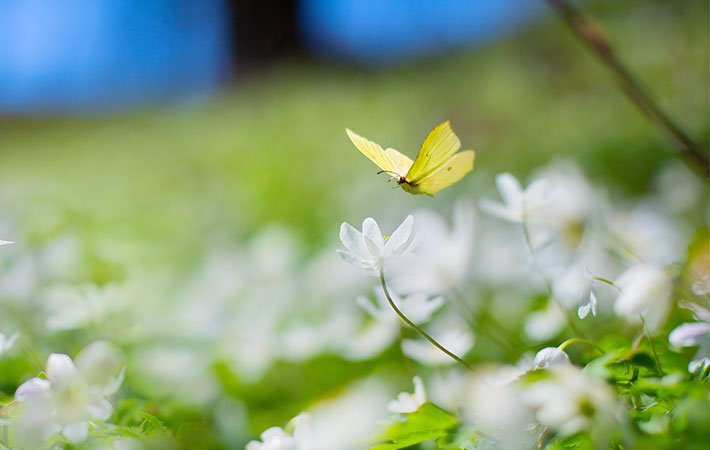 蝶々と花の写真