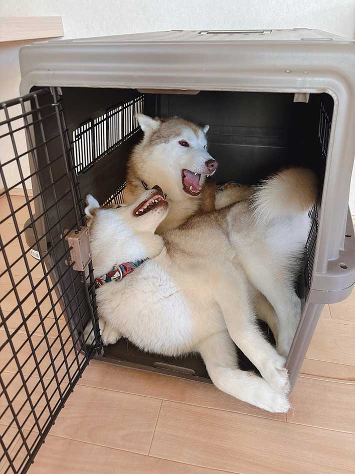 シベリアンハスキー