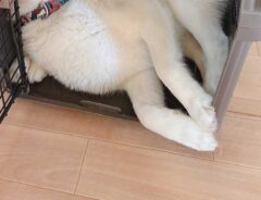 シベリアンハスキー