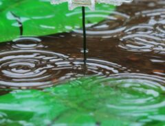 洗濯バサミの花