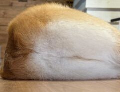 コーギーの写真