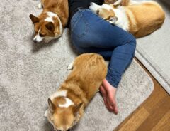 コーギーに囲まれた女性