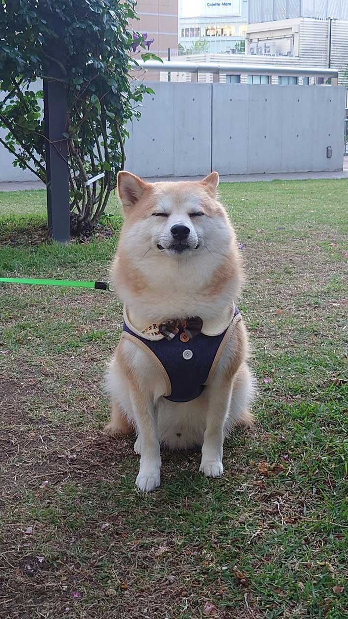 柴犬の写真