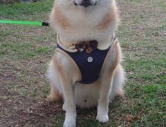 柴犬の写真