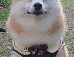 柴犬の写真