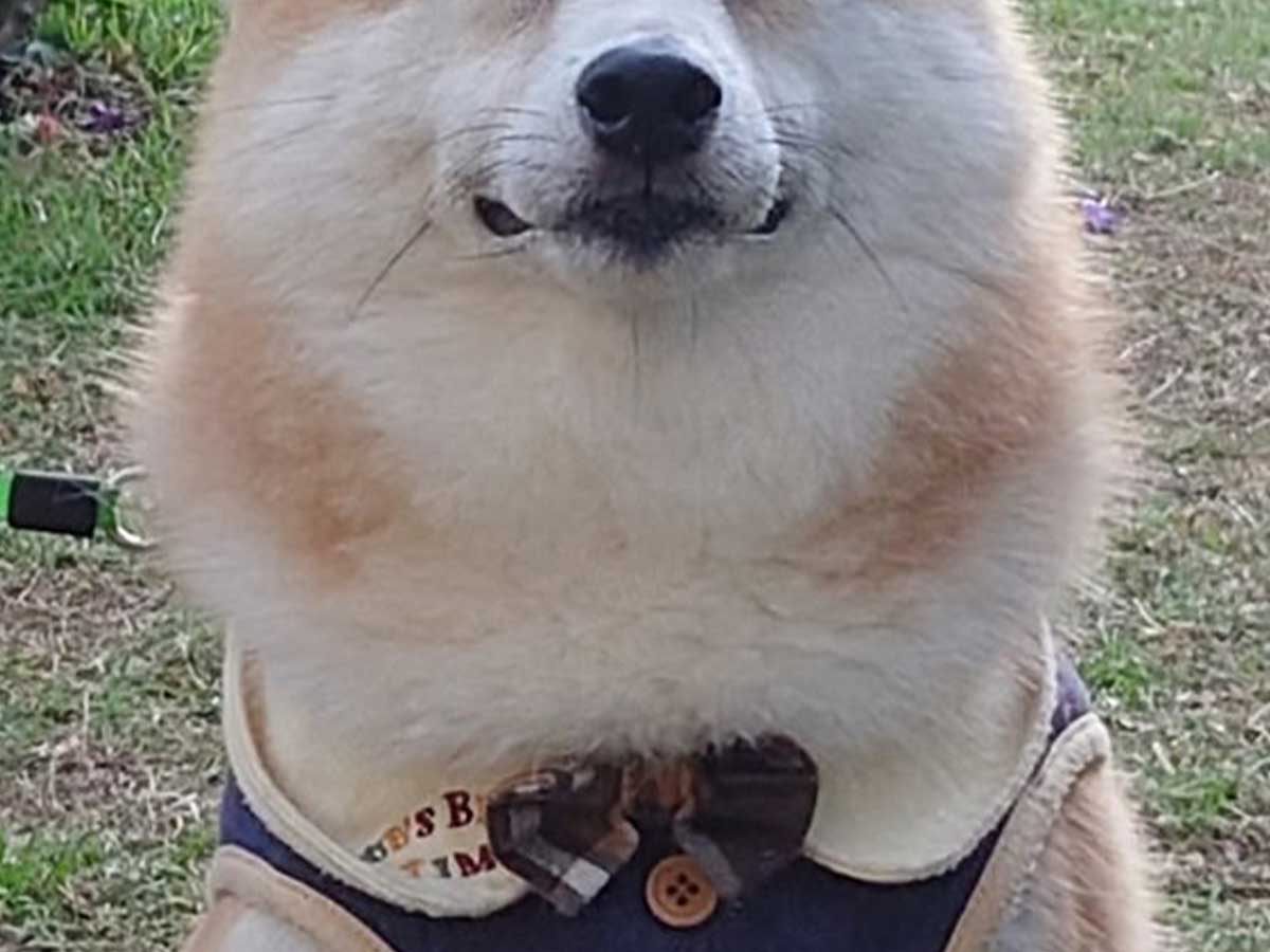 柴犬の写真