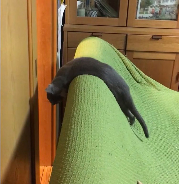 猫のむじちゃん