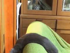 猫のむじちゃん
