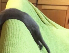 猫のむじちゃん