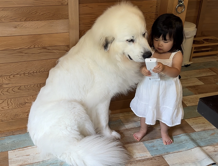 大型犬と子供の写真