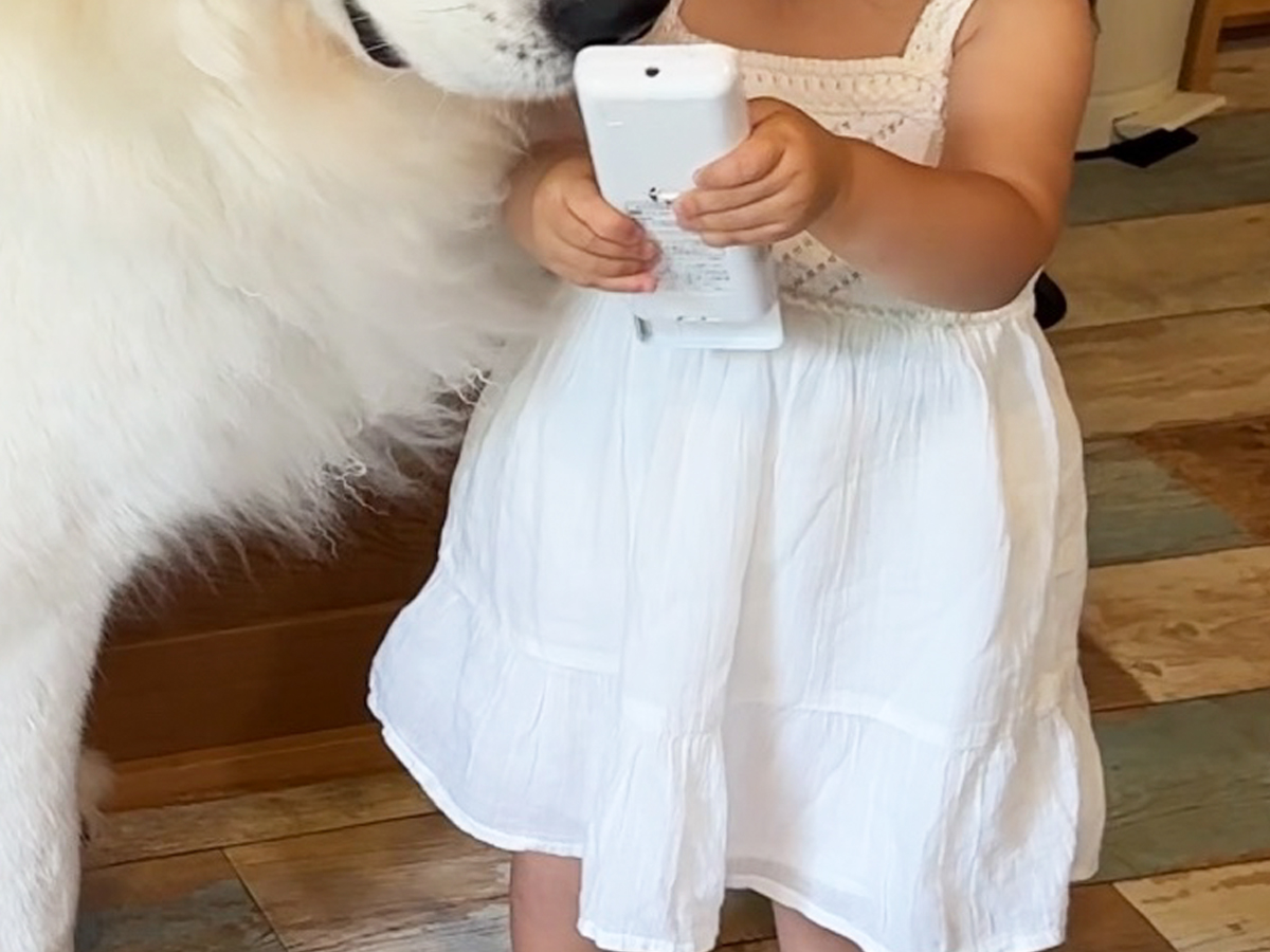 大型犬と子供の写真