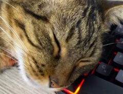 猫の写真