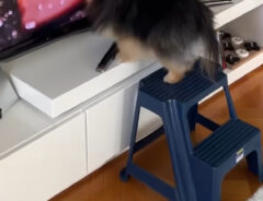 犬の写真