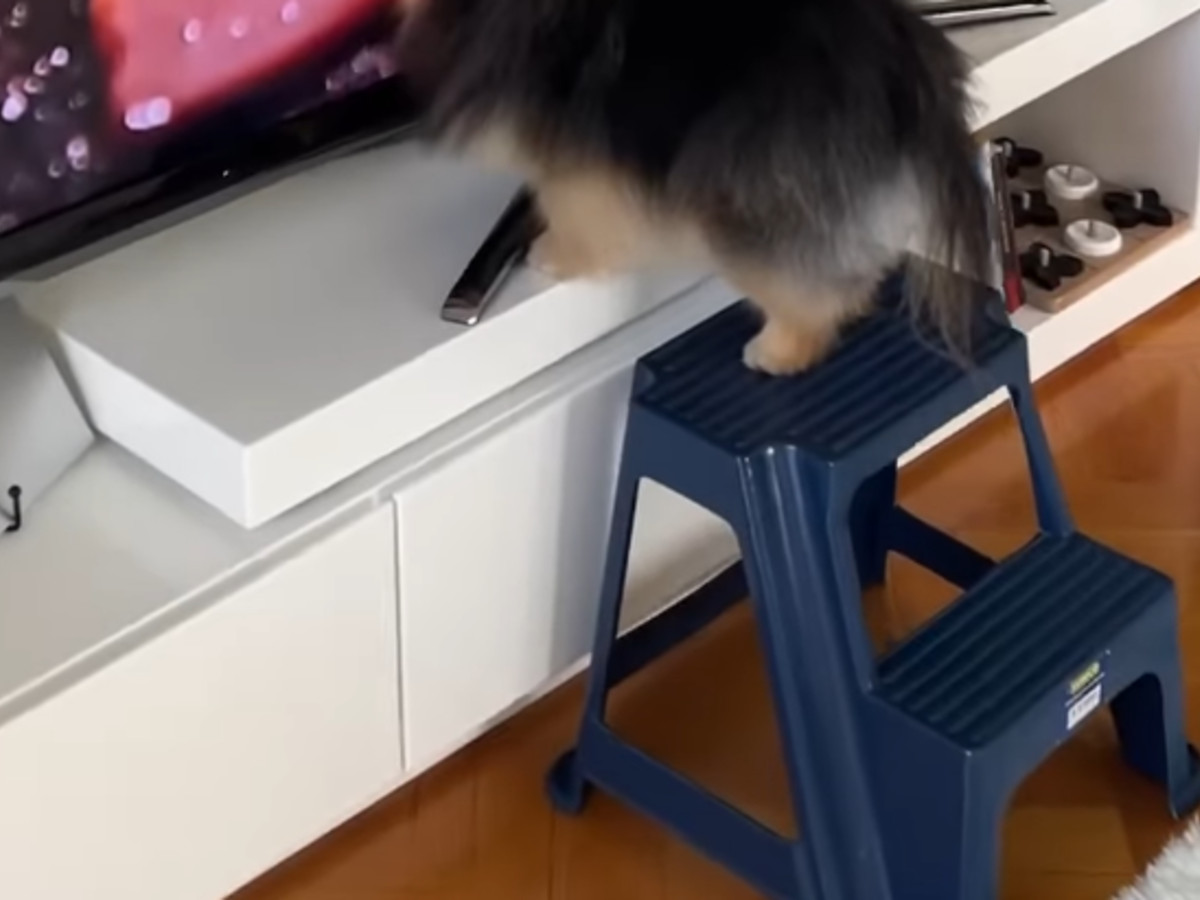 犬の写真