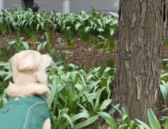 ゴールデンレトリバーの写真