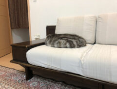 猫のタロウちゃん