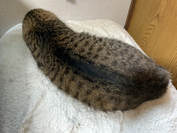 猫の写真