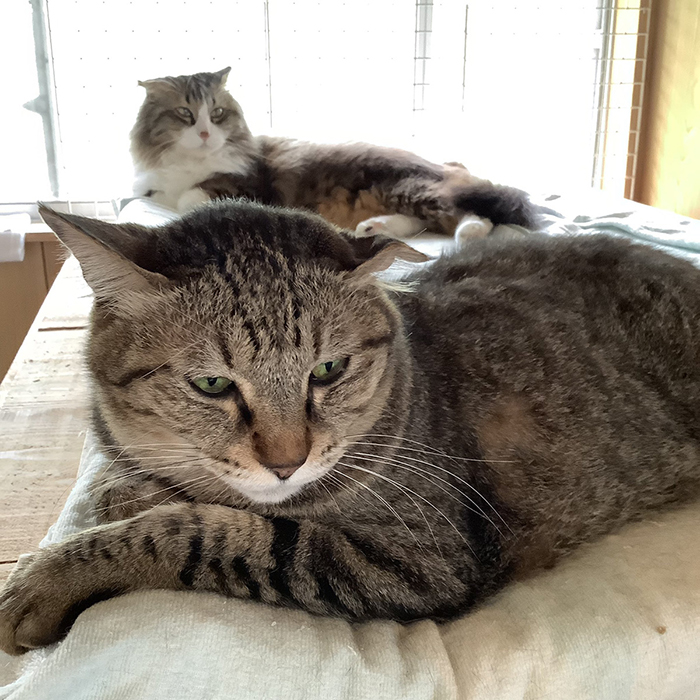 猫の写真