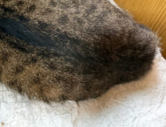 猫の写真