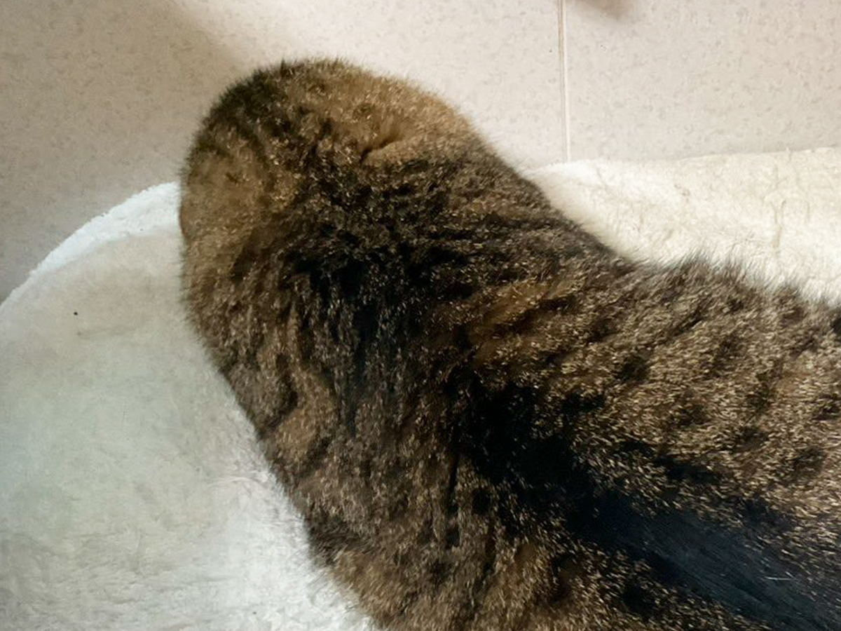 猫の写真