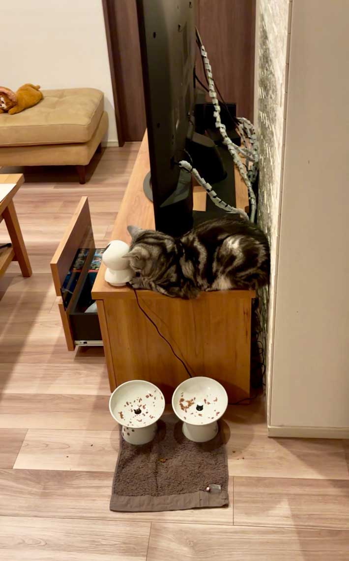 猫の画像