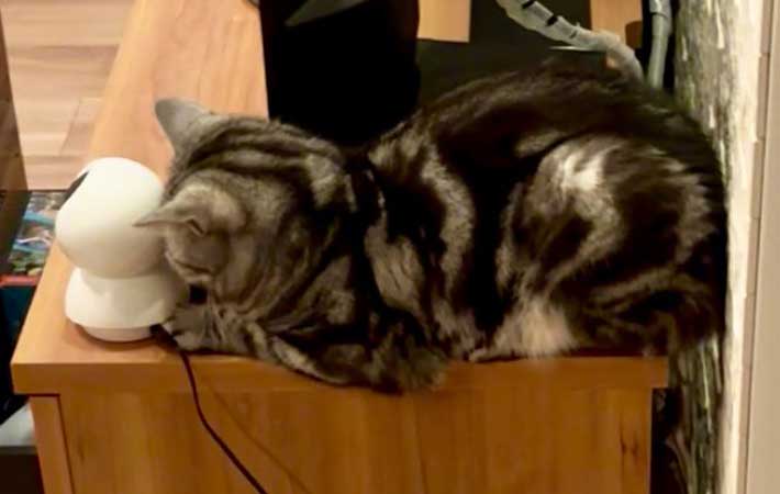 猫の画像