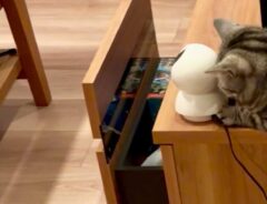 猫の画像